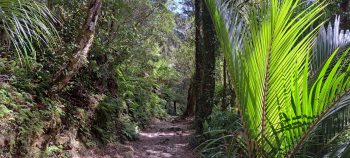 Ōrongorongo Track - 2025 - © wainuiomata.net