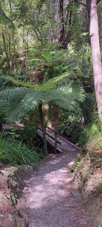 Ōrongorongo Track - 2025 - © wainuiomata.net