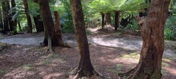 Ōrongorongo Track - 2025 - © wainuiomata.net