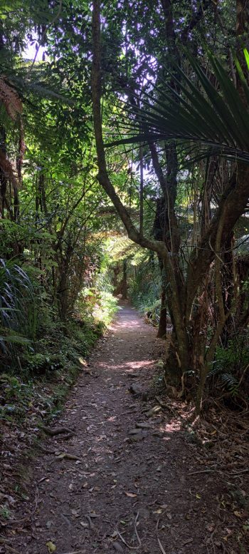 Ōrongorongo Track - 2025 - © wainuiomata.net