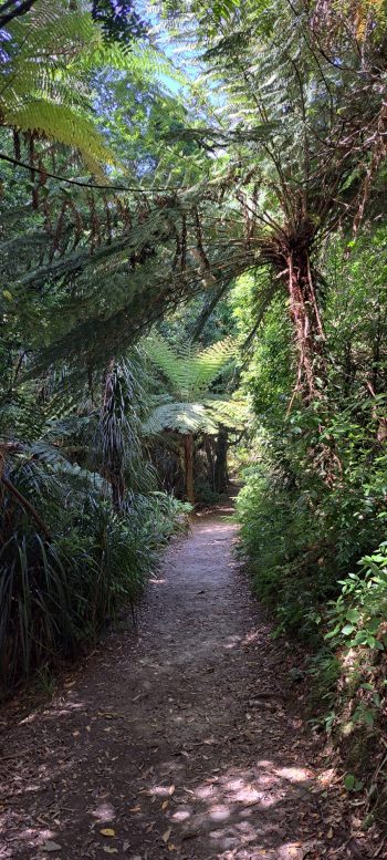 Ōrongorongo Track - 2025 - © wainuiomata.net