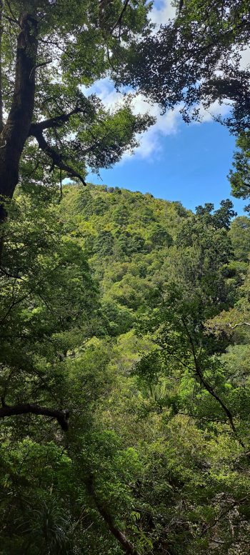 View from the Ōrongorongo Track - 2025 - © wainuiomata.net