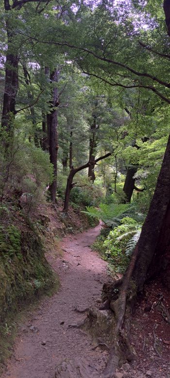 Ōrongorongo Track - 2025 - © wainuiomata.net