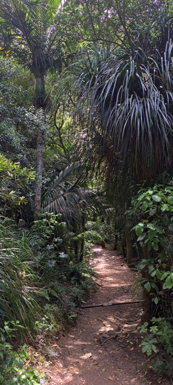 Ōrongorongo Track - 2025 - © wainuiomata.net