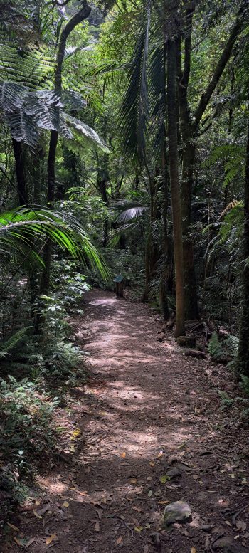 Ōrongorongo Track - 2025 - © wainuiomata.net