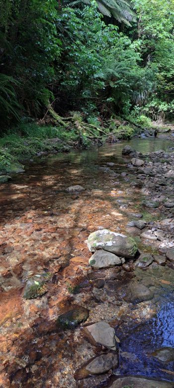 Catchpool Stream - 2025 - © wainuiomata.net