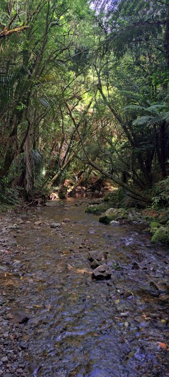 Catchpool Stream - 2025 - © wainuiomata.net