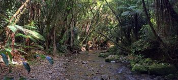 Catchpool Stream - 2025 - © wainuiomata.net