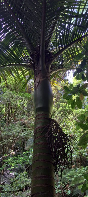Nikau Palm on the Ōrongorongo Track - 2025 - © wainuiomata.net