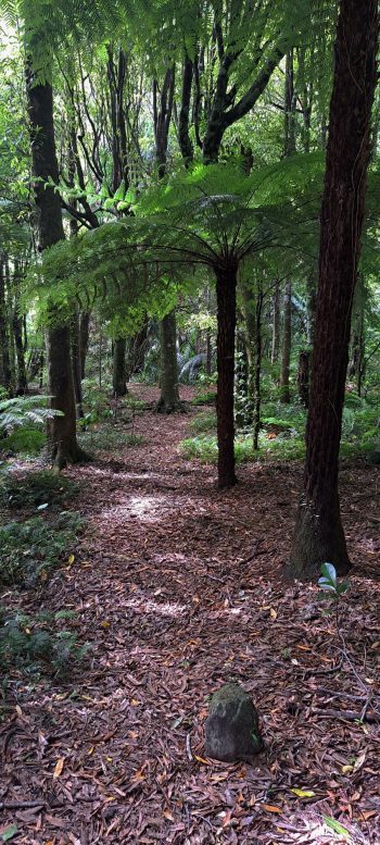 Ōrongorongo Track - 2025 - © wainuiomata.net