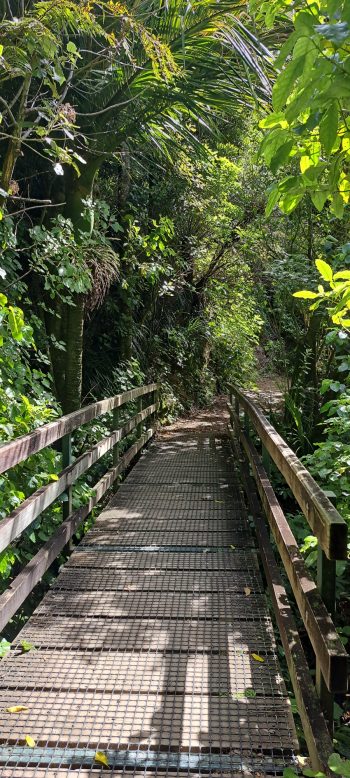 Ōrongorongo Track - 2025 - © wainuiomata.net