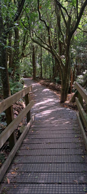 Ōrongorongo Track - 2025 - © wainuiomata.net