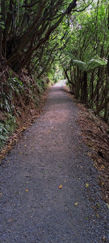 Ōrongorongo Track - 2025 - © wainuiomata.net