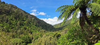 Remutaka Forest Park at Catchpool Valley - 2025 - © wainuiomata.net