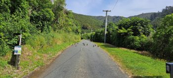 Ducks on Reservoir Road - 2026 - © wainuiomata.net