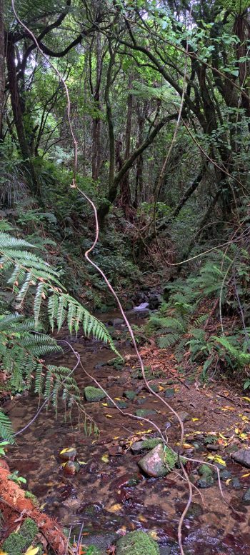 Sledge Track Creek - 2026 - © wainuiomata.net