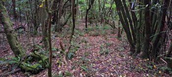 Old chimney base - 2026 - © wainuiomata.net