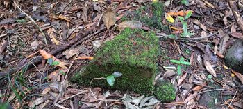 Old piece of concrete tile or brick- 2026 - © wainuiomata.net