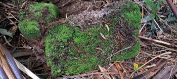 Old piece of concrete tile or brick- 2026 - © wainuiomata.net