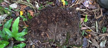 Underside of an old piece of concrete tile or brick- 2026 - © wainuiomata.net