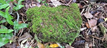 Old piece of concrete tile or brick- 2026 - © wainuiomata.net