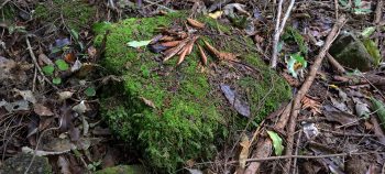 Old concrete tile or brick- 2026 - © wainuiomata.net