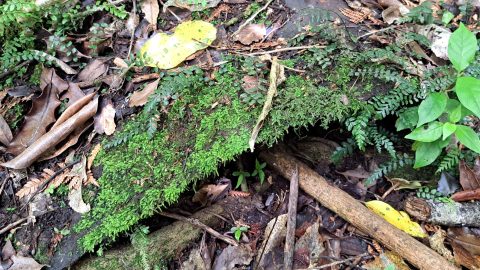 Second old metal sheet- 2026 - © wainuiomata.net