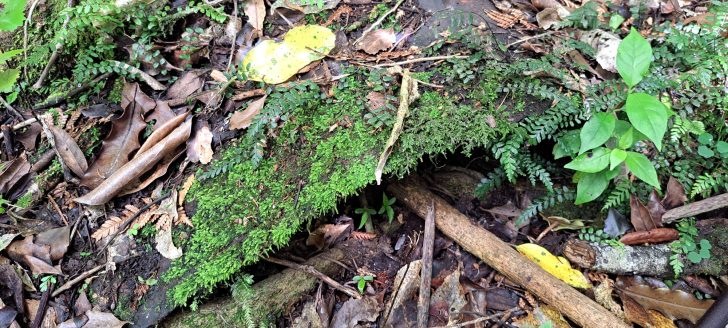 Second old metal sheet- 2026 - © wainuiomata.net