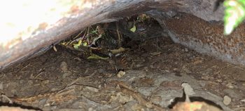 Second old metal sheet- 2026 - © wainuiomata.net