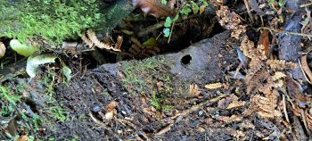 Second old metal sheet- 2026 - © wainuiomata.net