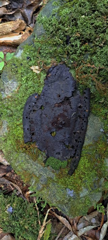 Old leather inner boot - 2026 - © wainuiomata.net