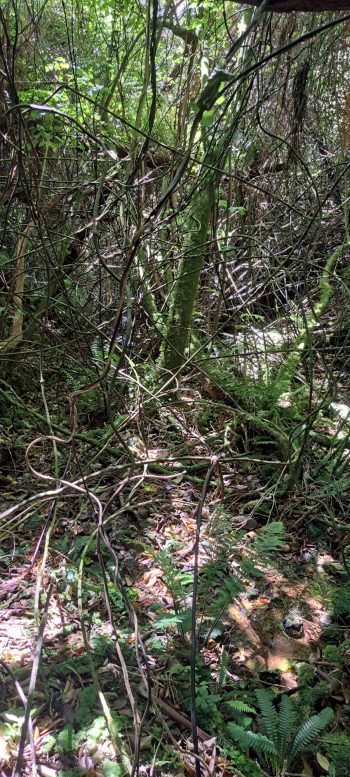 Unknown creek - 2026 - © wainuiomata.net