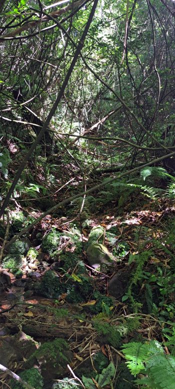 Unknown creek - 2026 - © wainuiomata.net