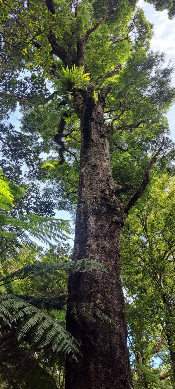 Tall Beech Tree - 2026 - © wainuiomata.net