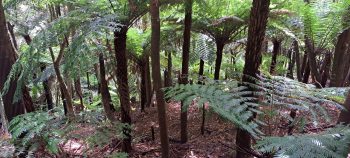 Native Bush - 2026 - © wainuiomata.net