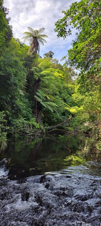Wainuiomata River - 2026 - © wainuiomata.net