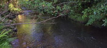 Wainuiomata River - 2026 - © wainuiomata.net