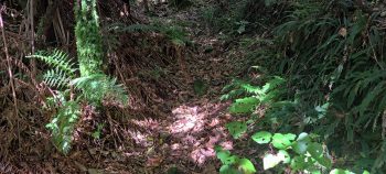 Old bench track - 2026 - © wainuiomata.net