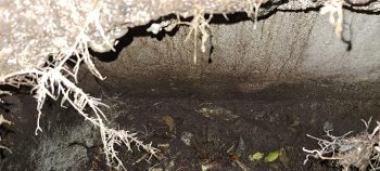 Exposed section of the Wainuiomata Water Race - 2026 - © wainuiomata.net