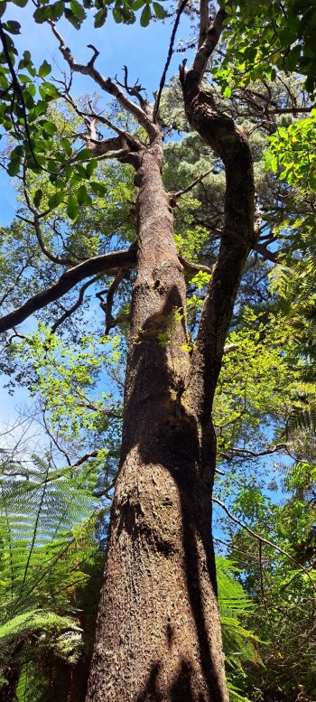 Beech tree on Harry Todd Track - 2026 - © wainuiomata.net