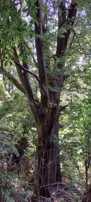 Beech tree on Harry Todd Track - 2026 - © wainuiomata.net