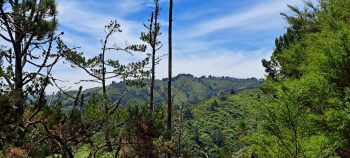 Harry Todd Track view - 2026 - © wainuiomata.net