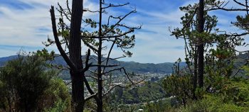 Harry Todd Track view - 2026 - © wainuiomata.net