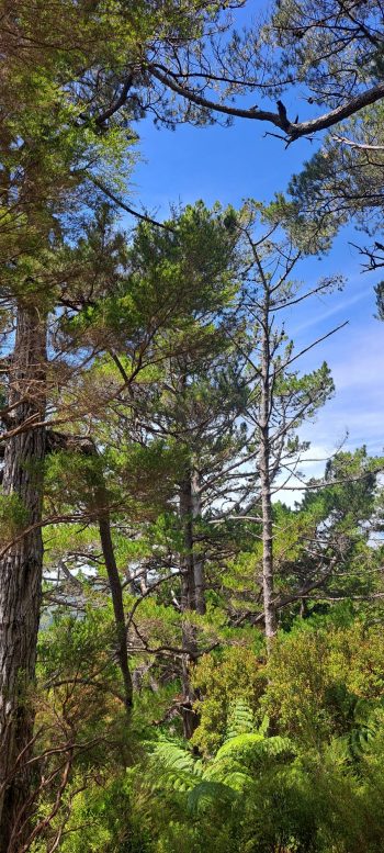 Harry Todd Track view - 2026 - © wainuiomata.net