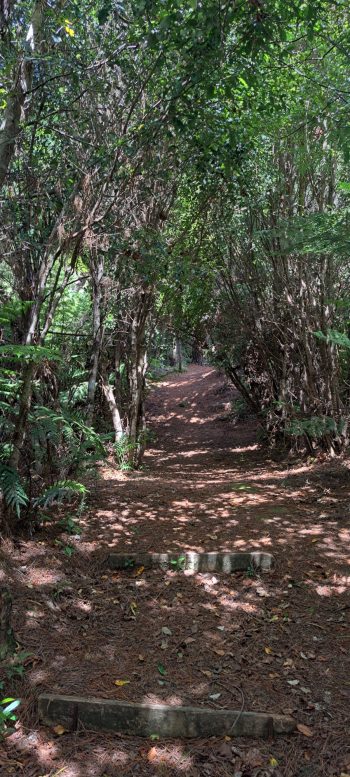 Harry Todd Track - 2026 - © wainuiomata.net