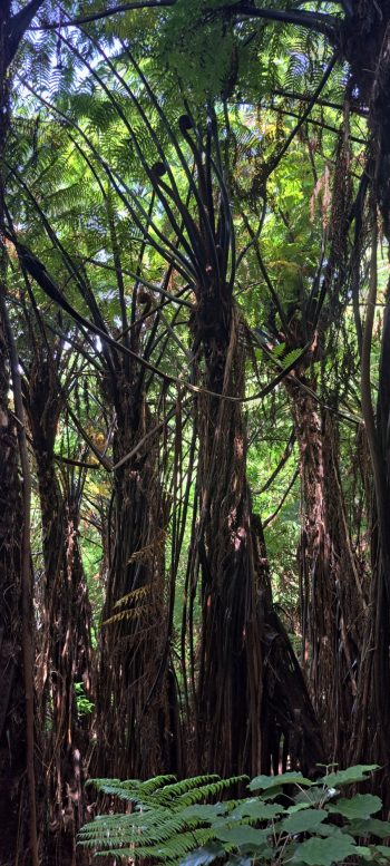 Harry Todd Track ferns - 2026 - © wainuiomata.net