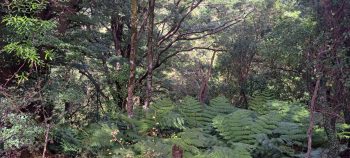 View from Harry Todd Track - 2026 - © wainuiomata.net