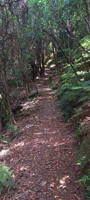 Harry Todd Track - 2026 - © wainuiomata.net