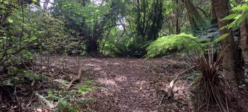 Mount Crowther Track intersection with Harry Todd Track - 2026 - © wainuiomata.net