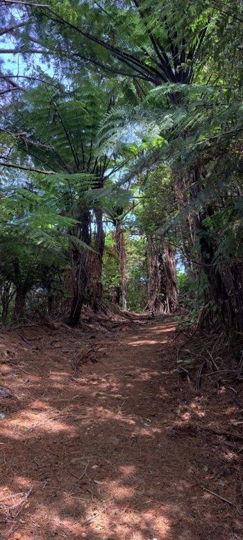 Harry Todd Track - 2026 - © wainuiomata.net